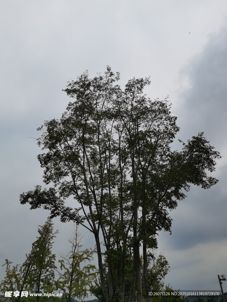 天空下的挺拔树木