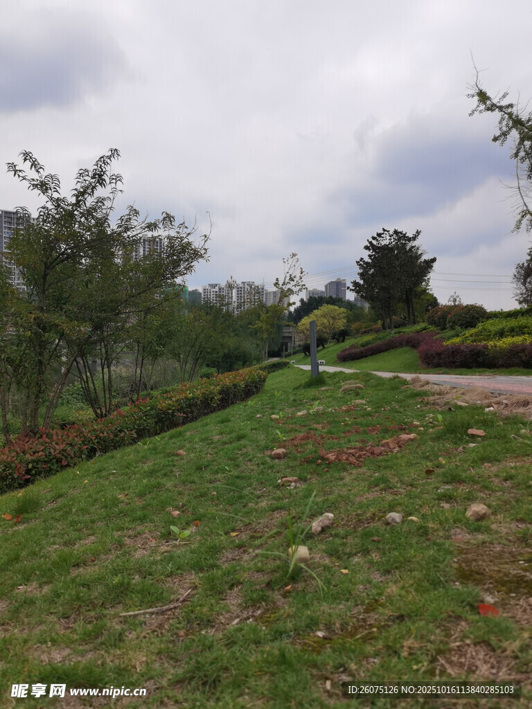 户外草地风景