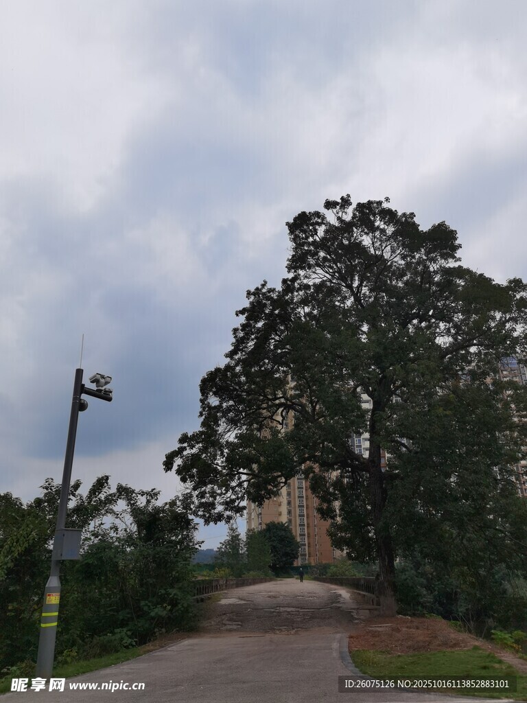 乡间小路旁的繁茂树木