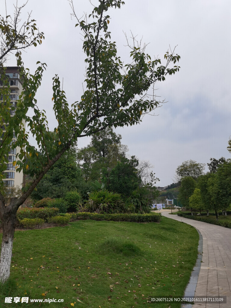 公园小径旁的绿树与草地