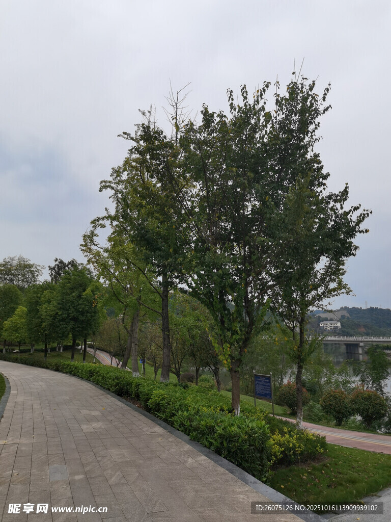 城市林荫步道景观