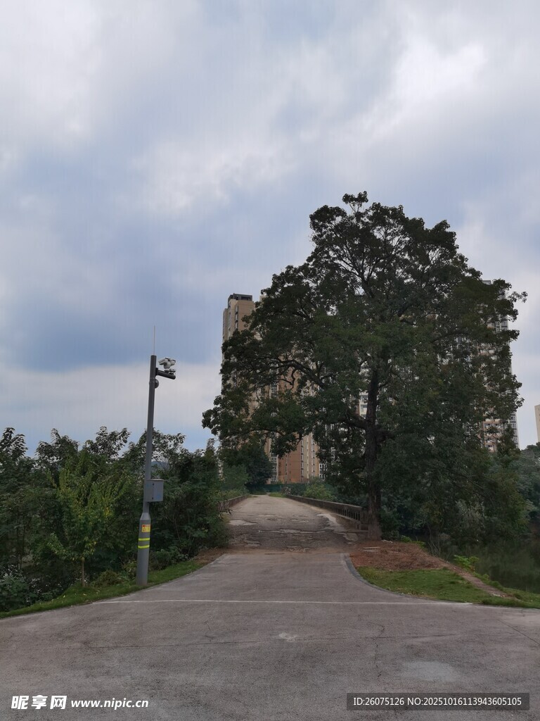乡间小路旁的大树与建筑