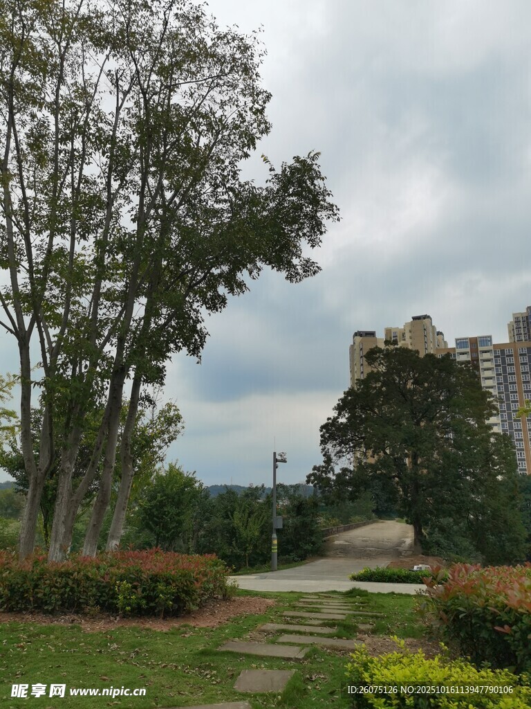 公园中的绿树小径景观