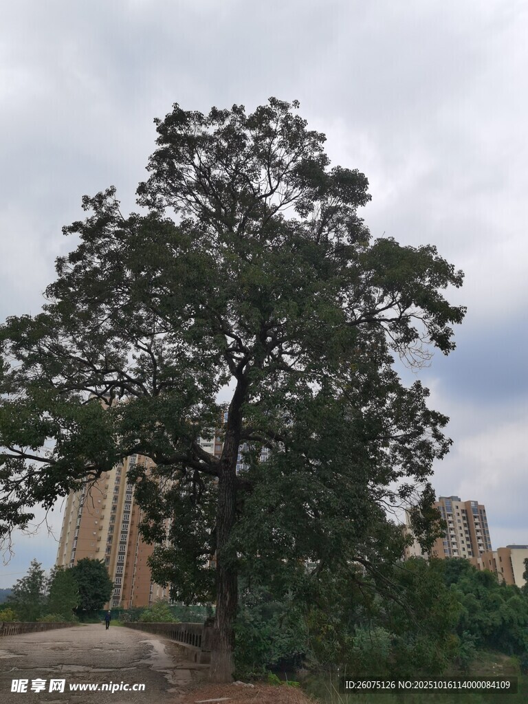 路边繁茂大树与背后建筑
