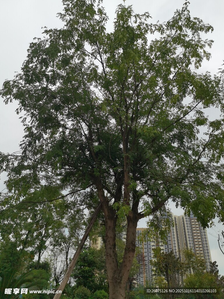 城市中的繁茂绿树