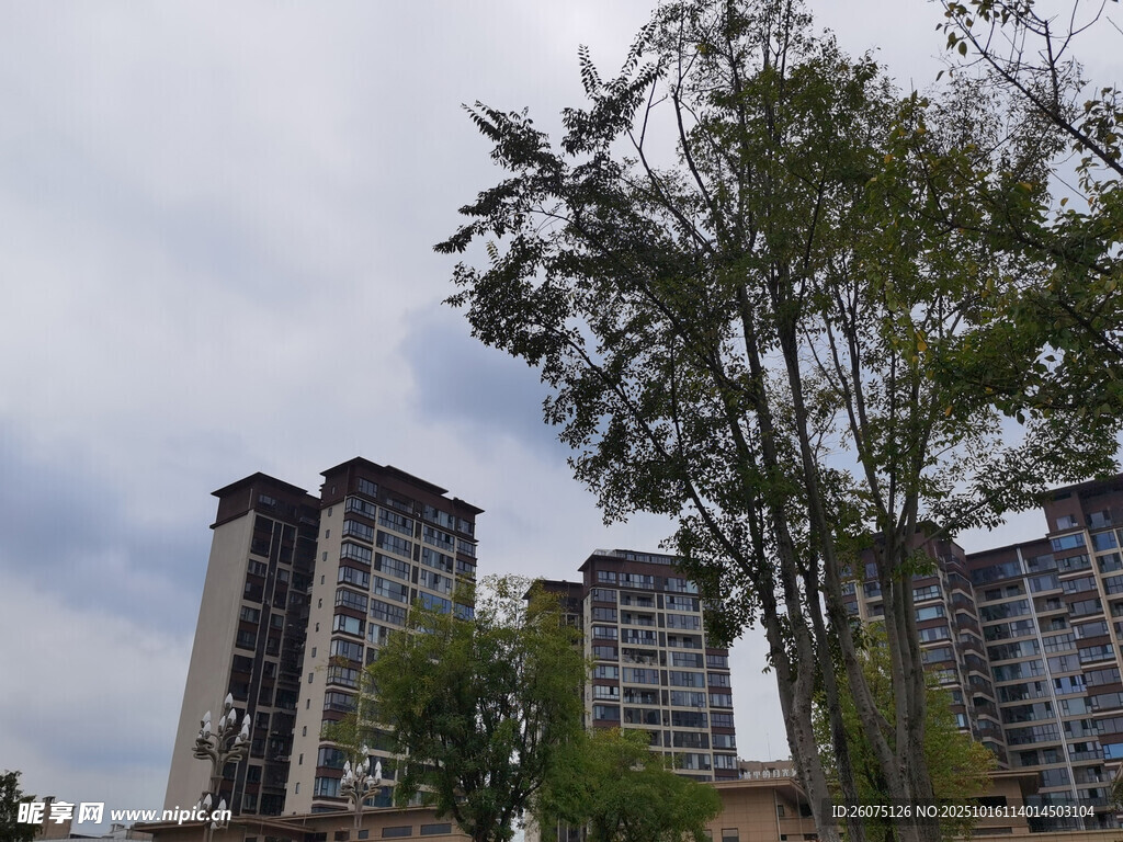 城市高楼旁的绿树景观