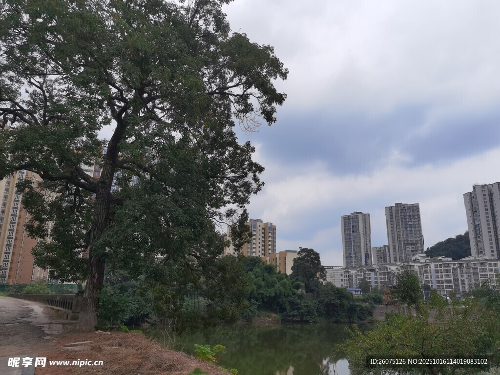 城市湖畔绿树与高楼景观