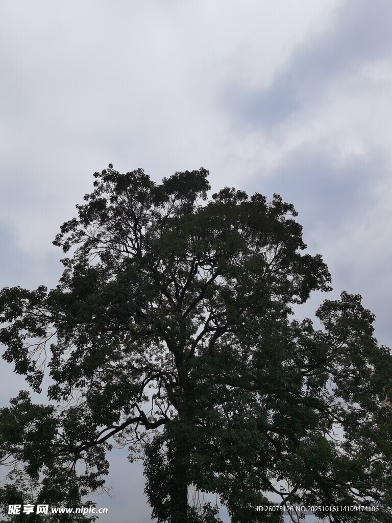 天空下的繁茂大树