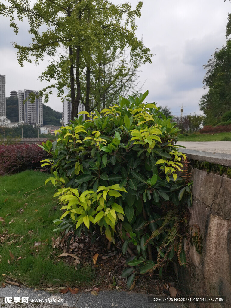 城市边绿意盎然的灌木丛
