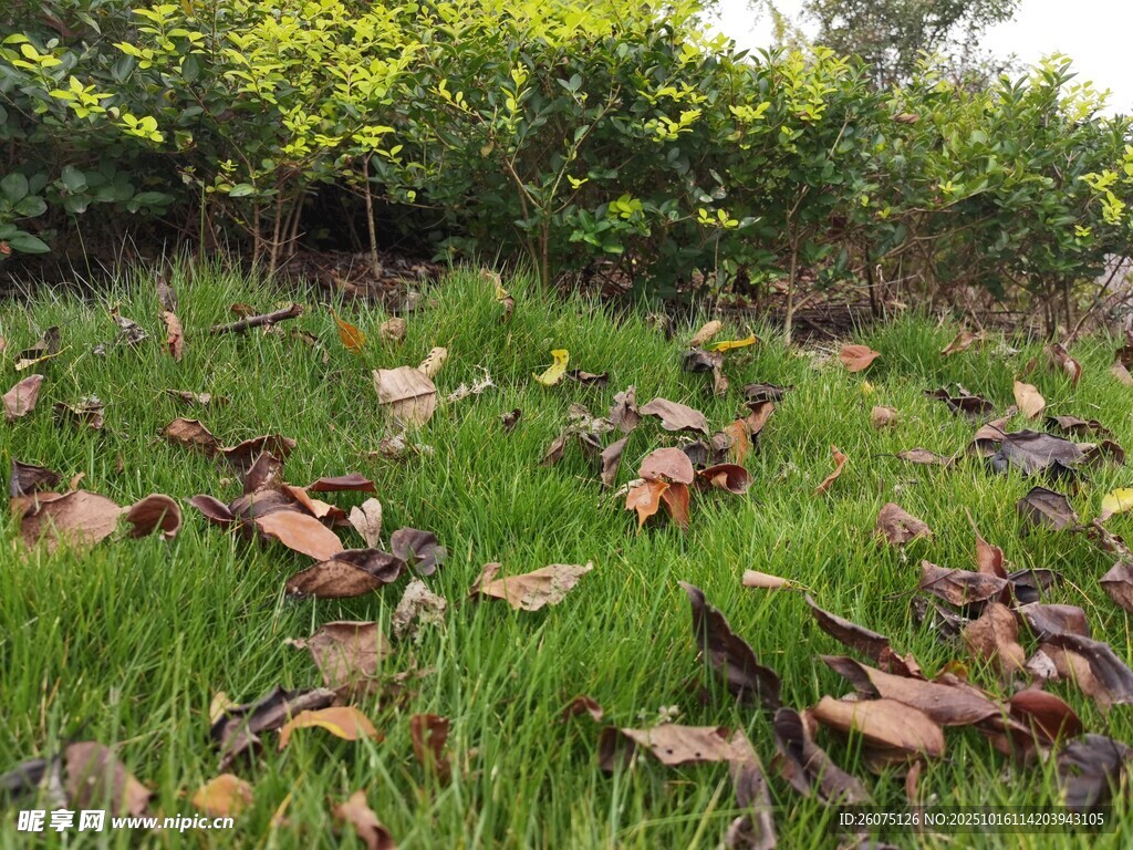 草地落叶与绿植景观