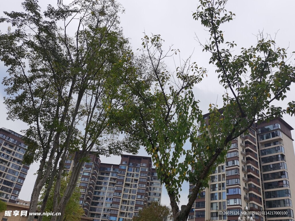 高楼间的绿树景观