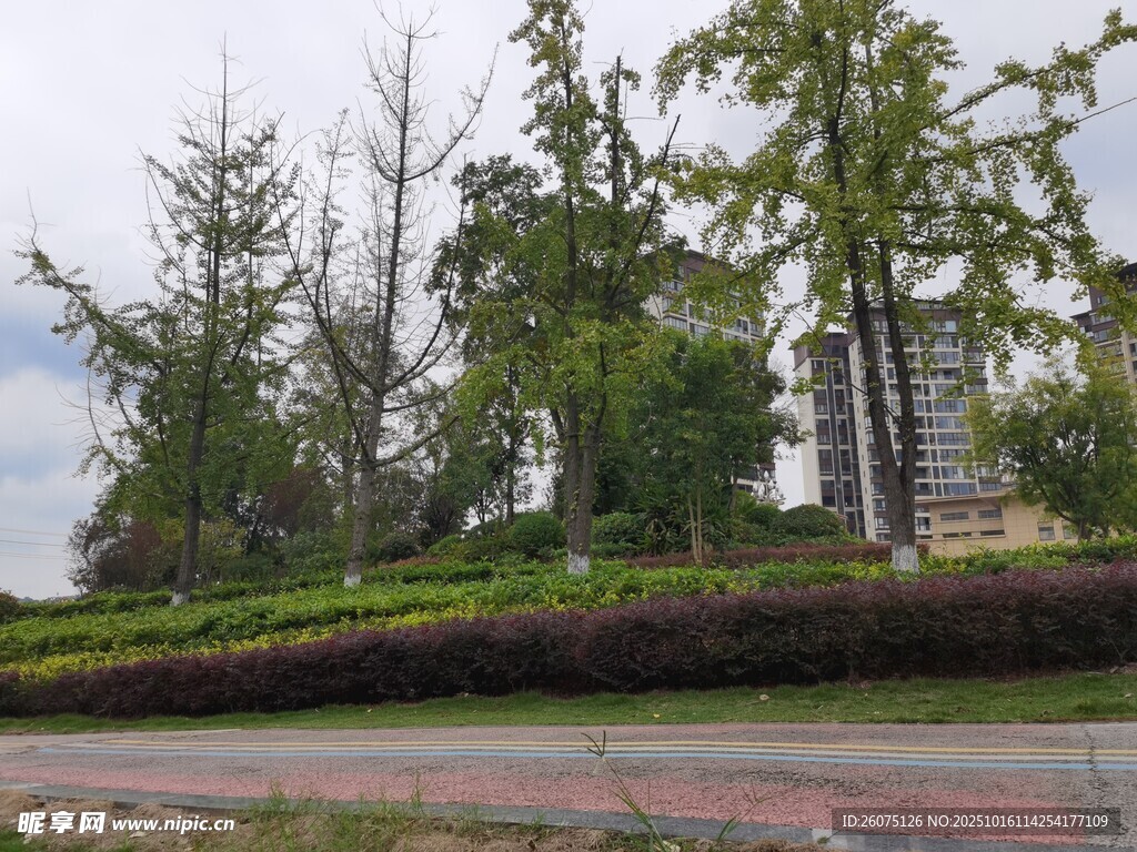 城市路边绿植景观