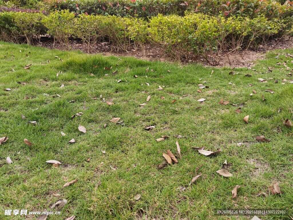 户外草地与绿植景观
