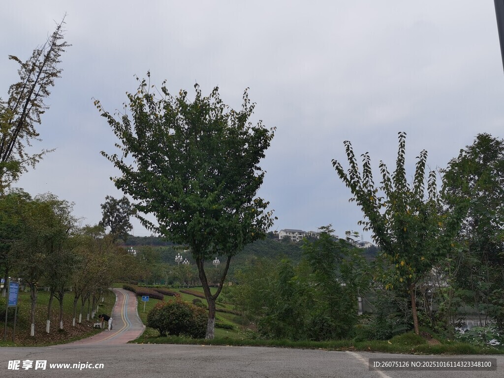 户外绿树成荫的停车场景
