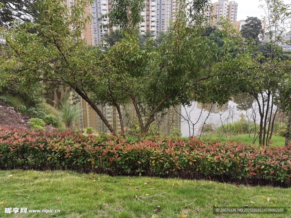 城市湖畔绿植景观