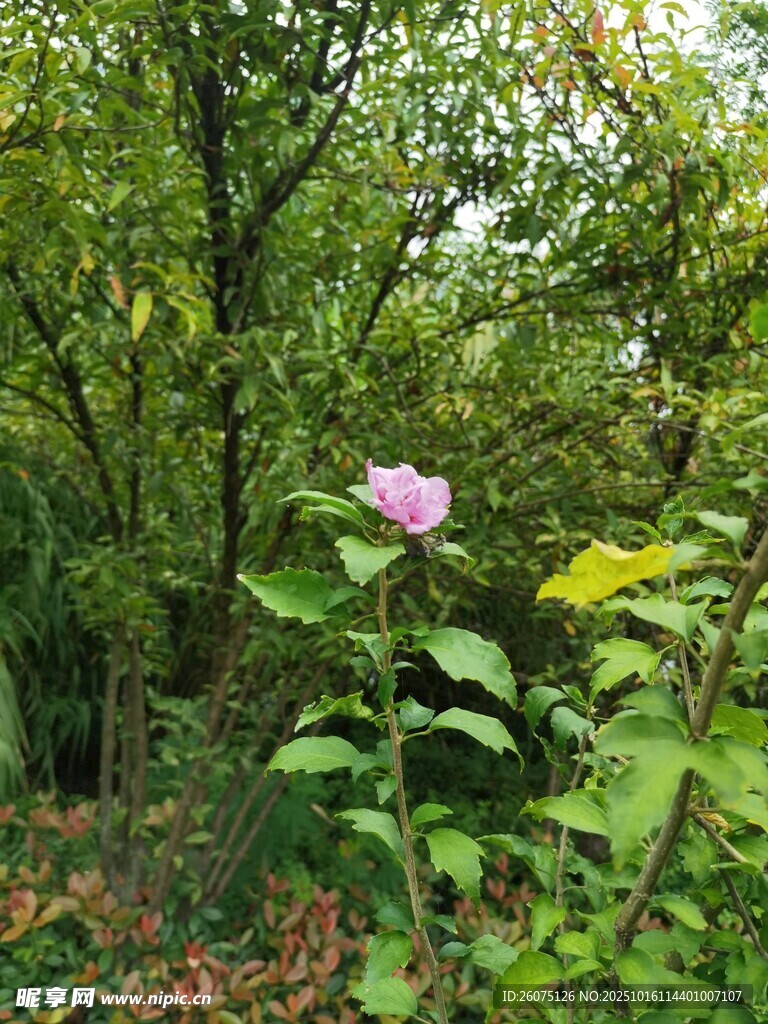 绿叶丛中的娇艳粉花