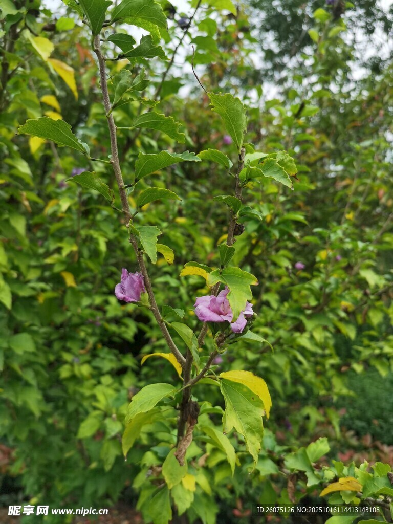 绿叶丛中的紫色花朵
