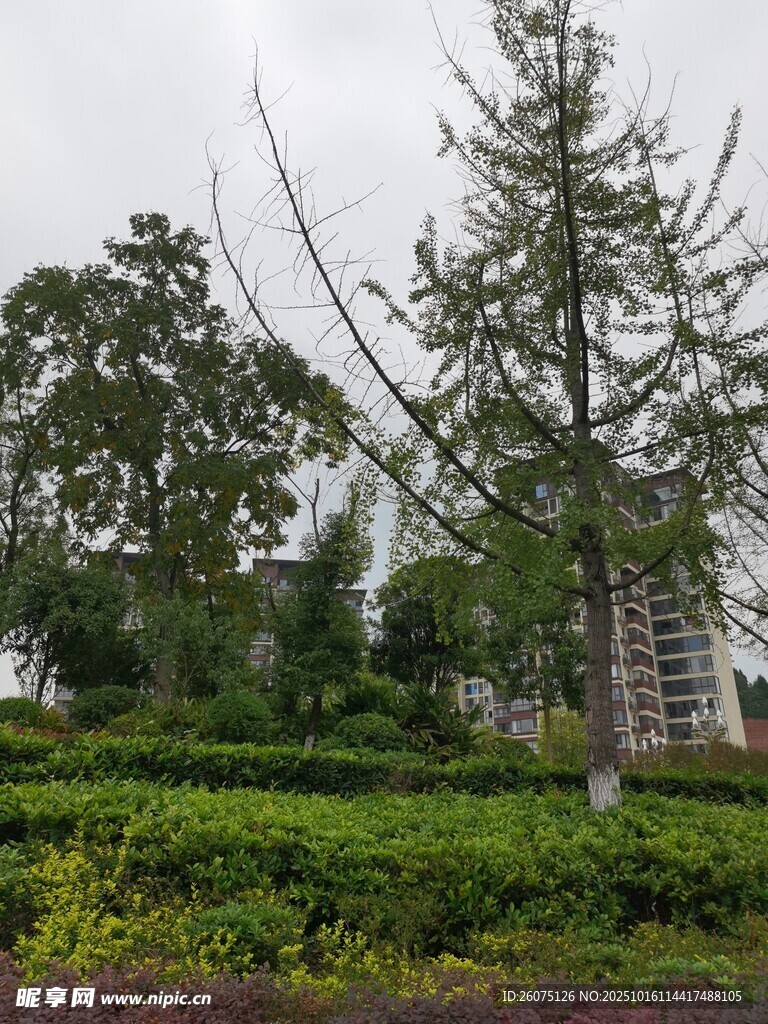 户外绿植景观中的挺拔树木
