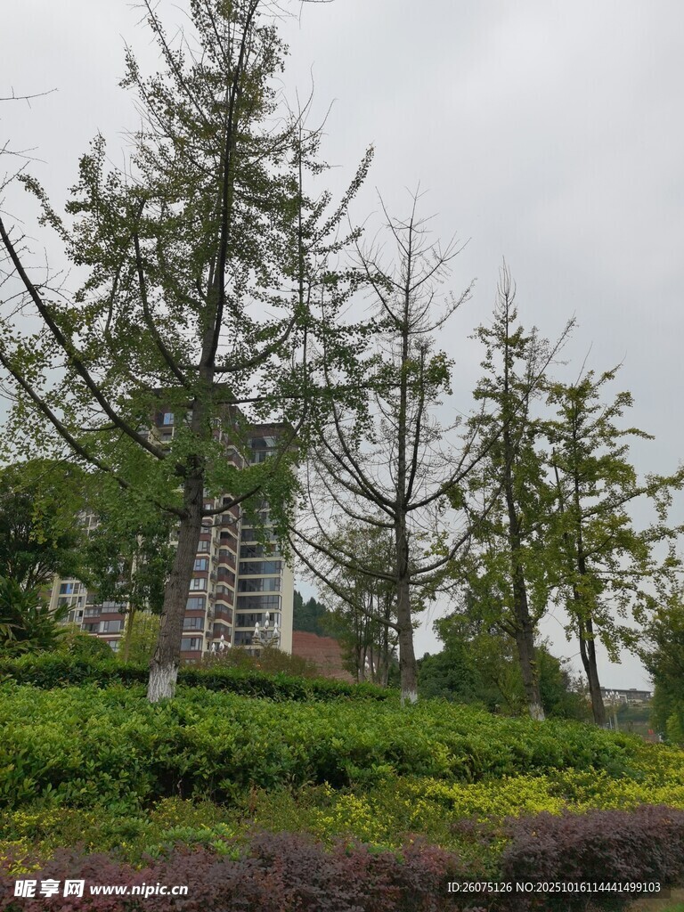 园林绿植景观中的树木花草