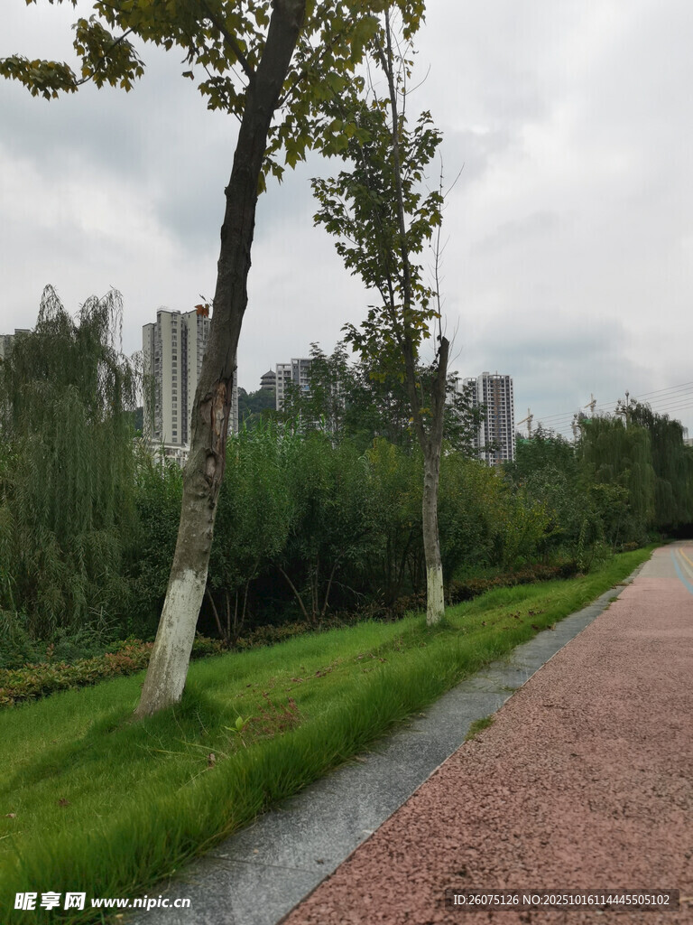 雨后公园小径旁的树木
