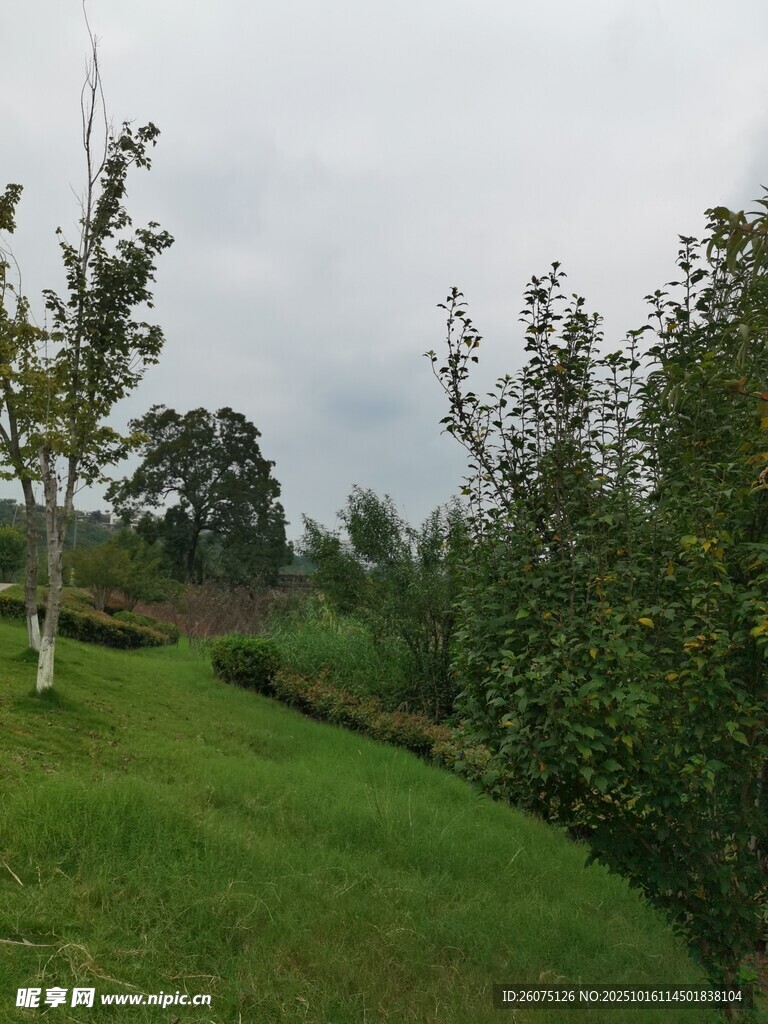 绿意盎然的户外田园景致