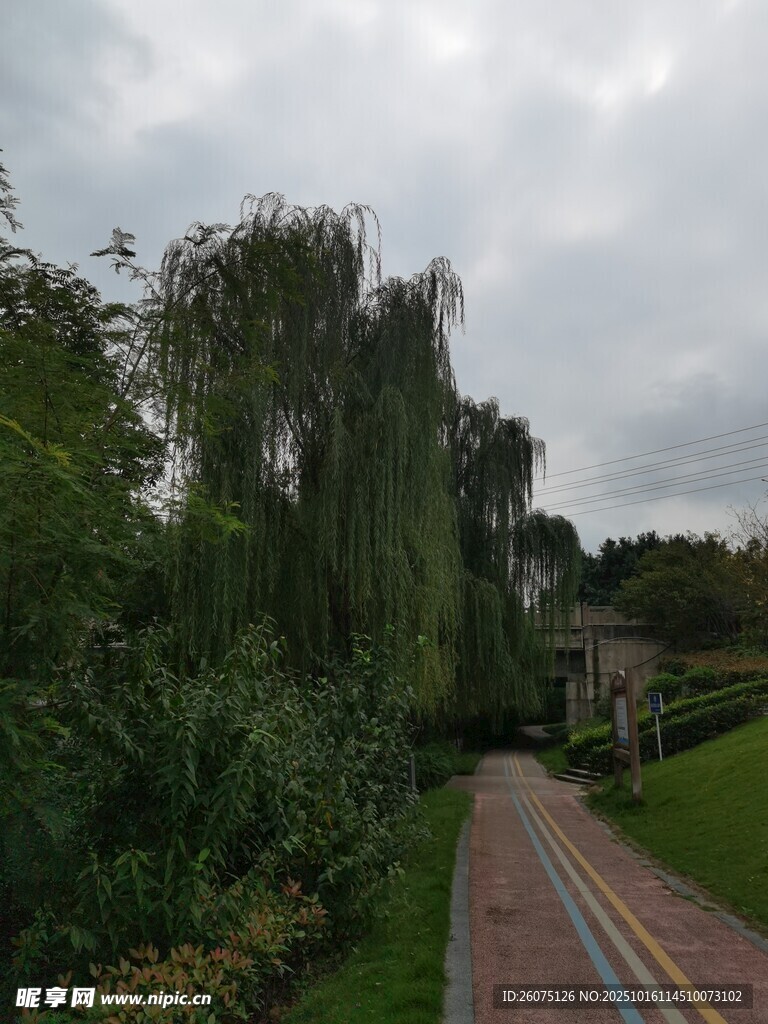 雨中林荫小道景色宜人