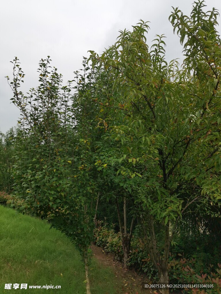 果园绿树成荫景象