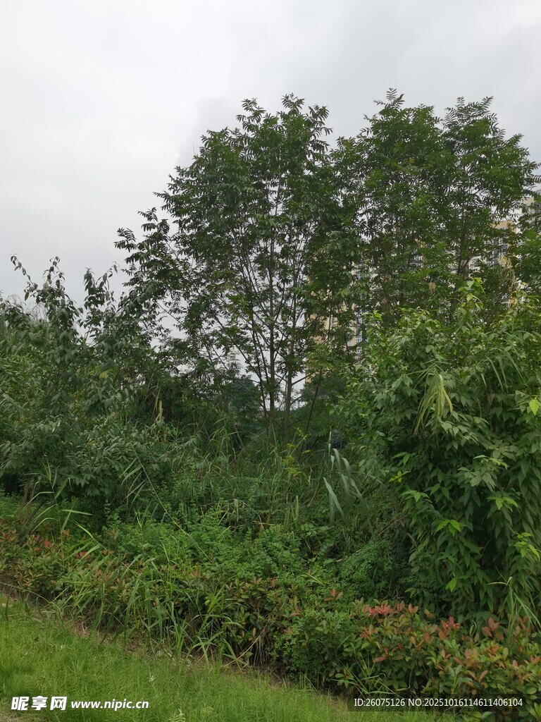 野外繁茂绿植景观