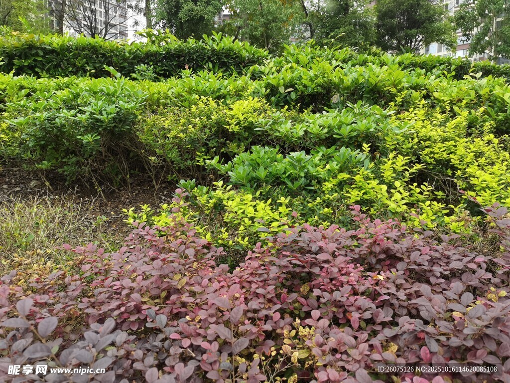 多彩植物景观