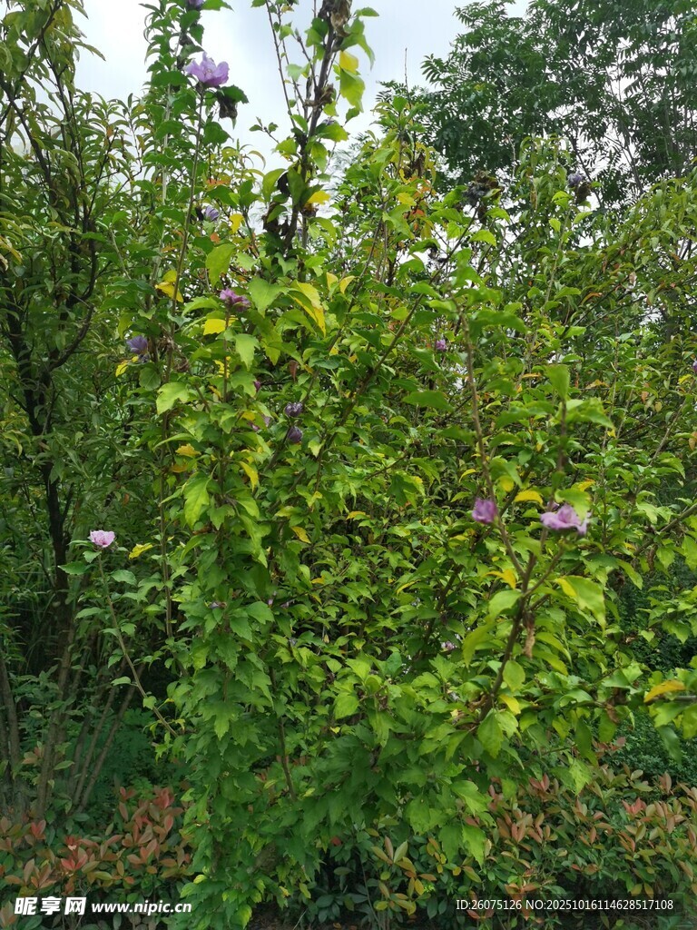 繁茂绿植生机盎然的自然景