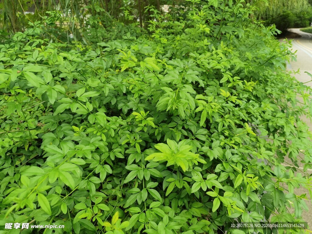 绿意盎然的繁茂植物