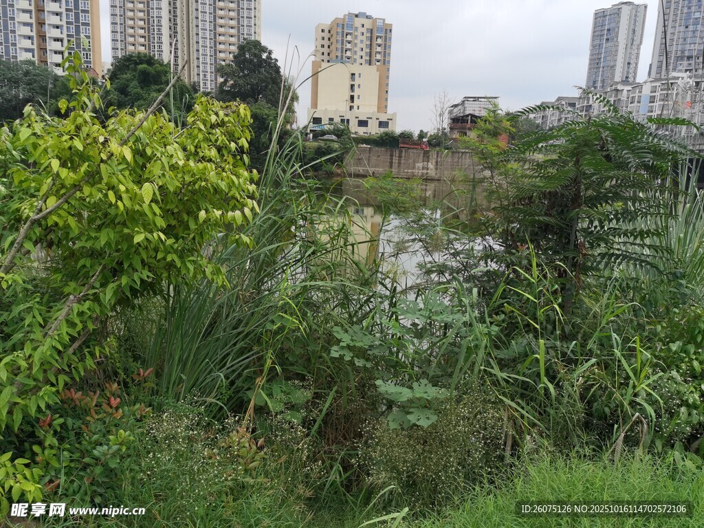 城市中的自然湿地景观
