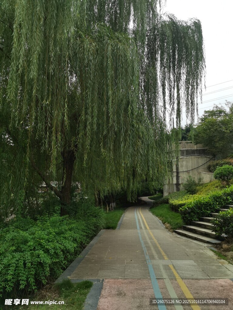 垂柳下的多彩小径