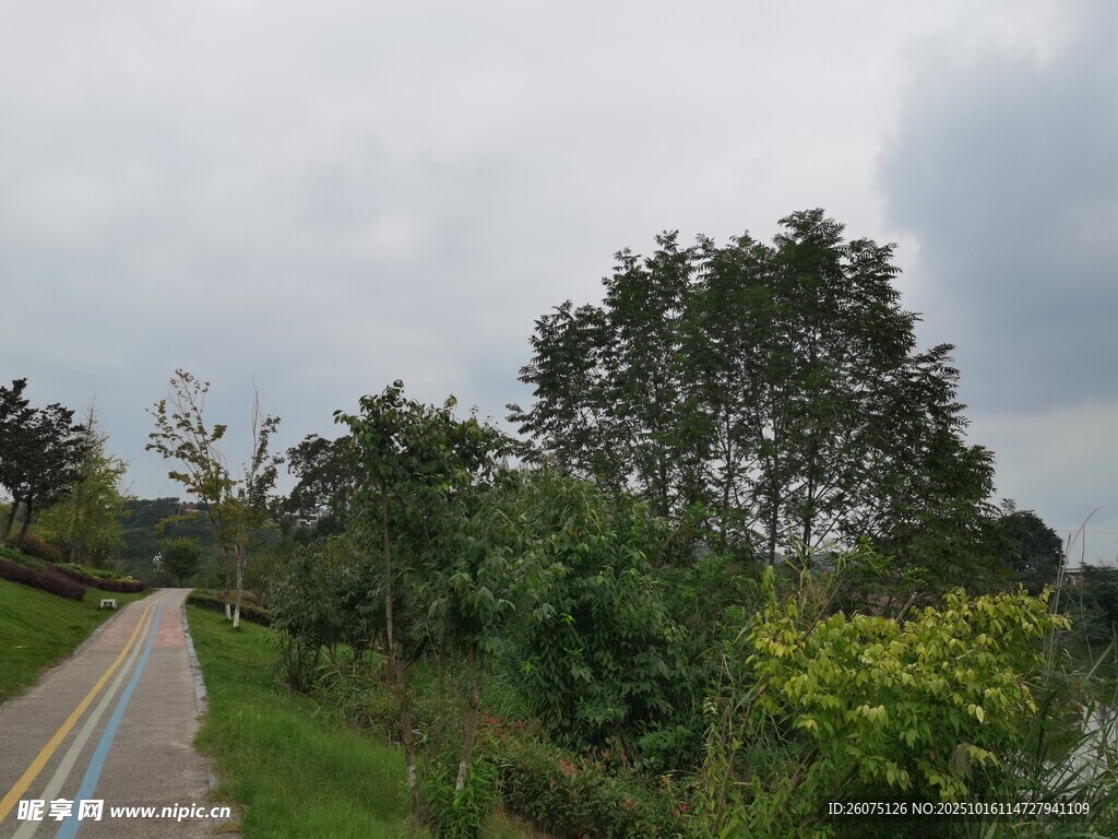 乡村小路旁的绿植风景