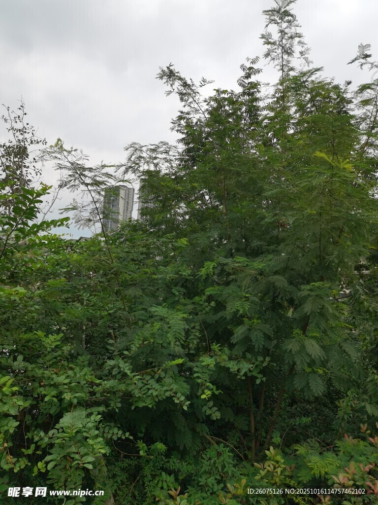 繁茂绿植远处隐现建筑