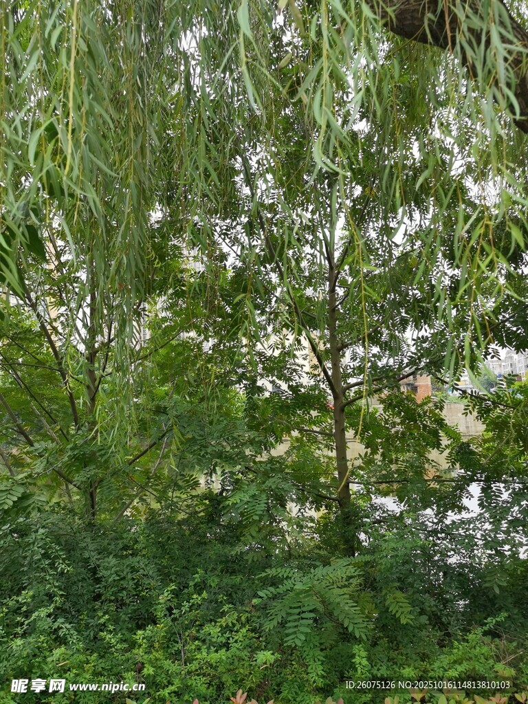 繁茂绿植中的清新景象