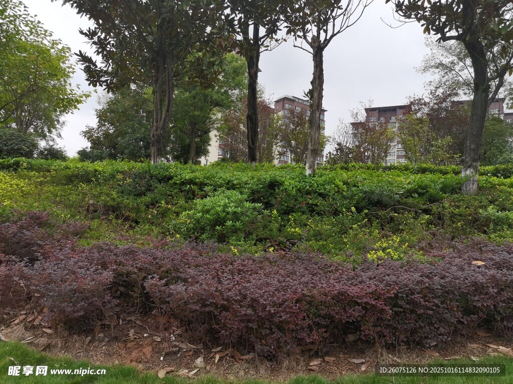 园林绿植景观