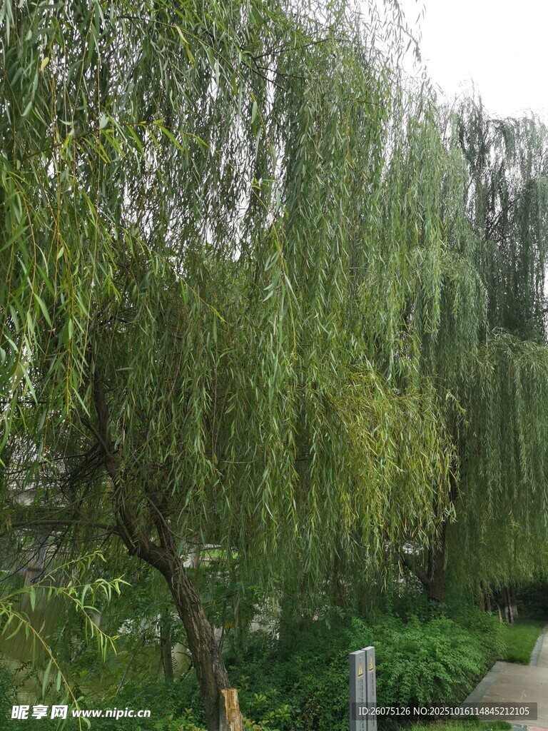 垂柳依依的静谧园林景致