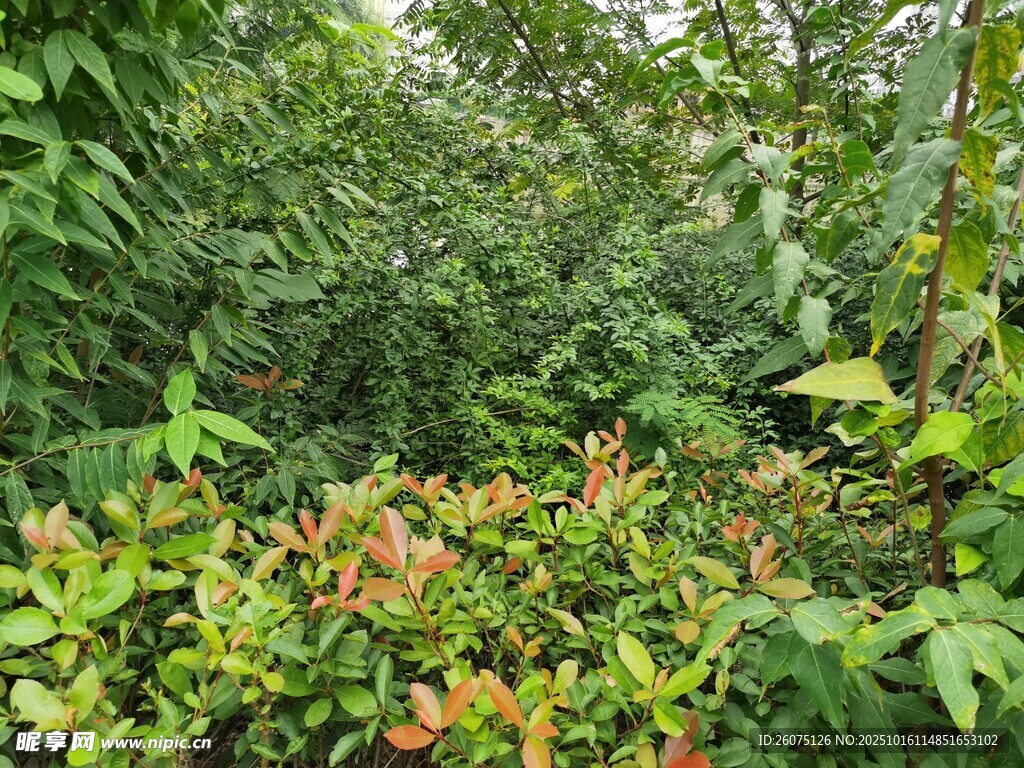 繁茂绿植景观