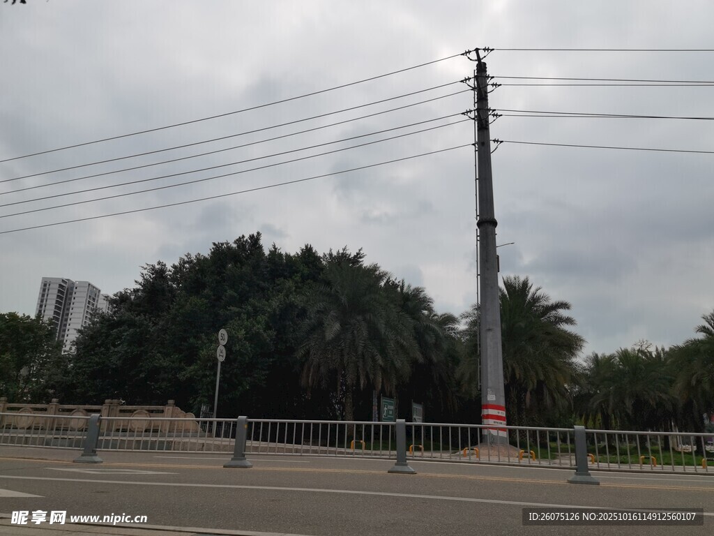 道路旁的电线杆与绿树