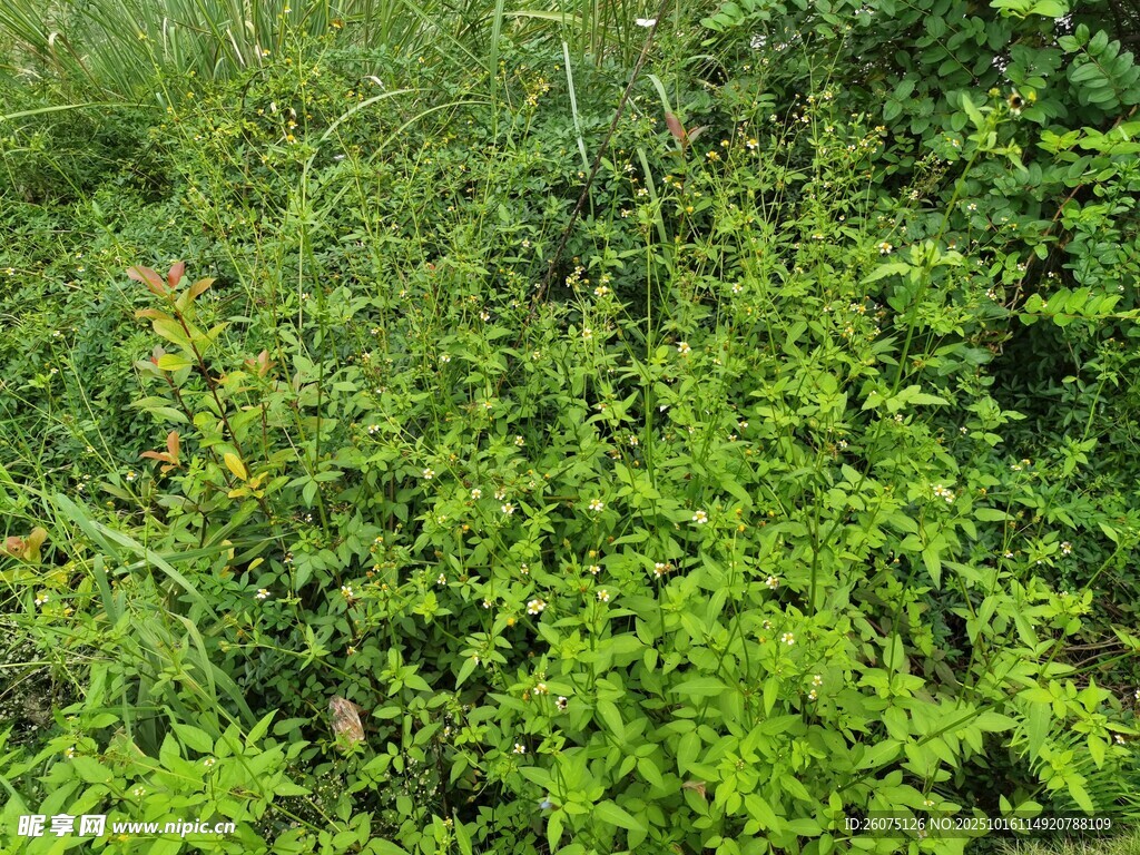 茂密绿植景观