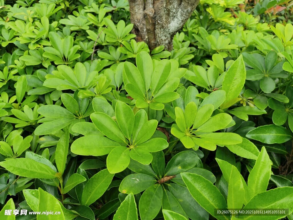 翠绿繁茂的植物簇拥树干