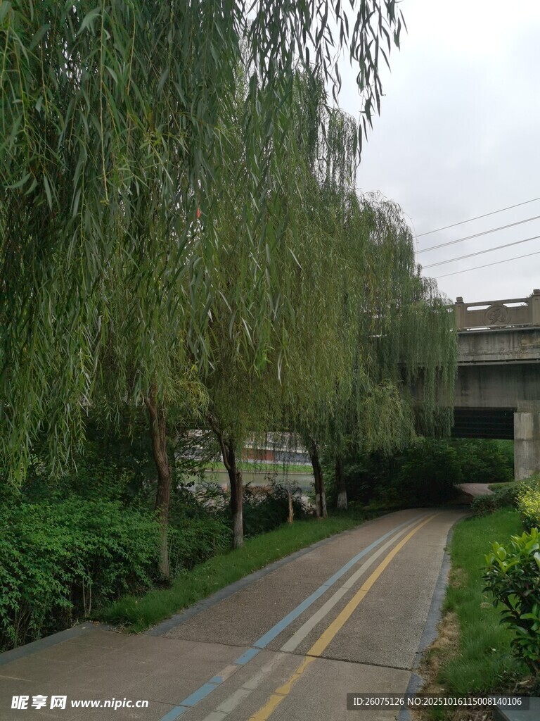 林荫小道旁的垂柳景观