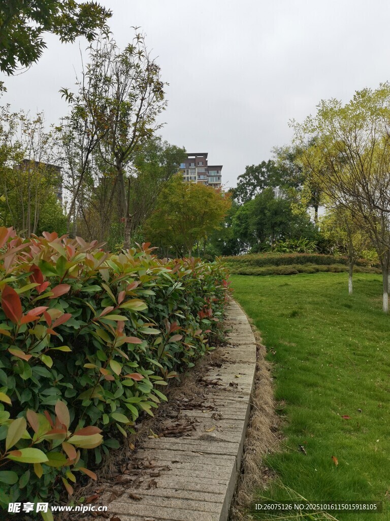 园林小径旁的多彩植物景观