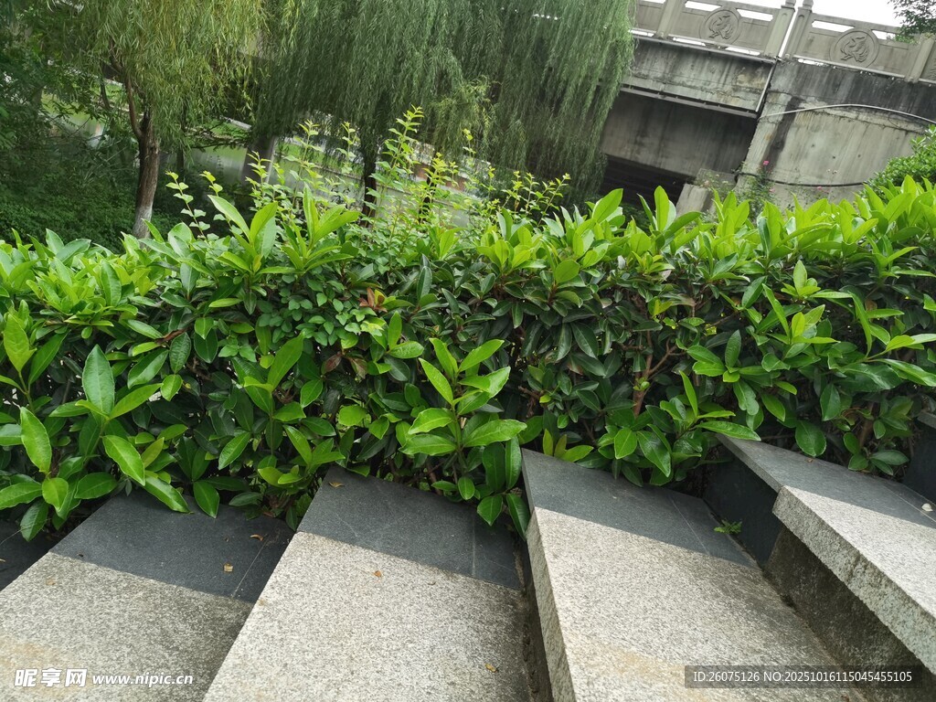绿意盎然的石阶旁绿植景观