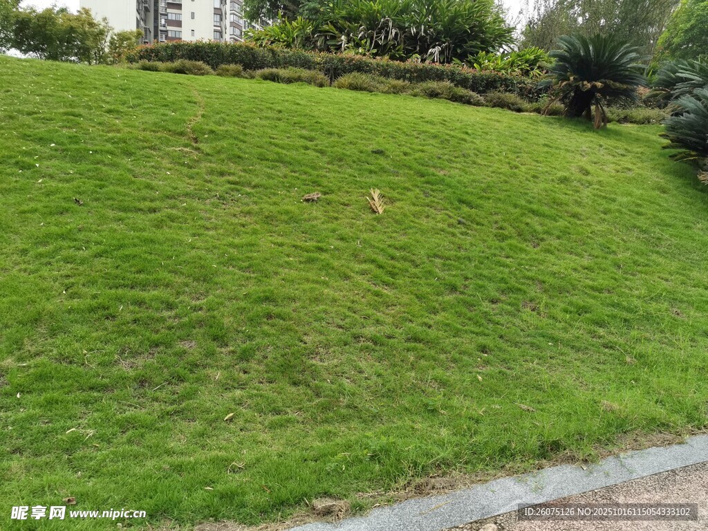 路边翠绿草坪景观