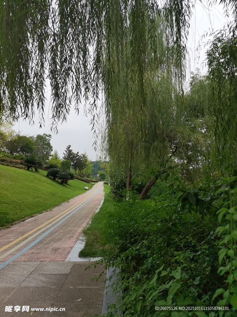 林荫小道旁绿意盎然的景致
