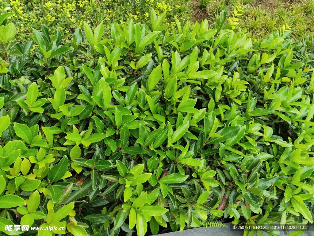 翠绿茂盛的绿植景观