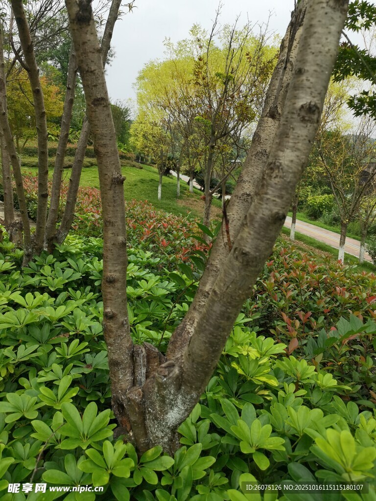 林间绿植景观