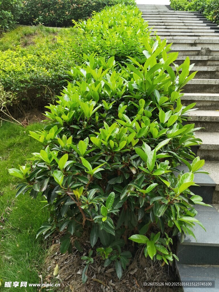 绿植装点的石阶小道
